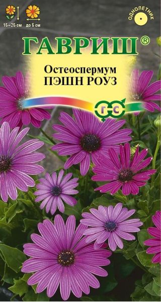 Остеоспермум Пэшн роуз  3 шт.