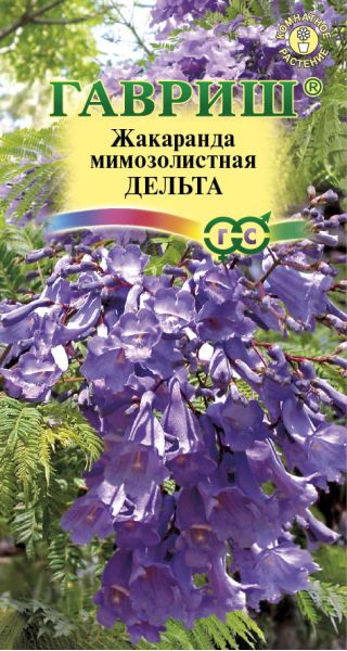 Семена Жакаранда Дельта 3 шт.