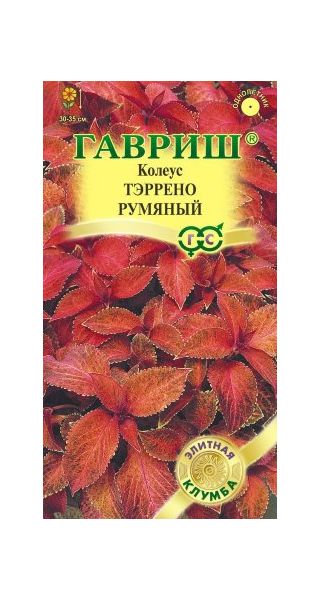Колеус Тэррено румяный* 5 шт.