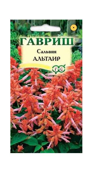 Сальвия Альтаир*, карликовая 4 шт.