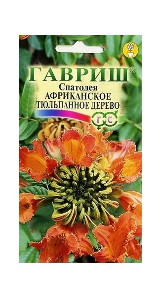 Семена Спатодея Африканское тюльпанное дерево 0,05 г