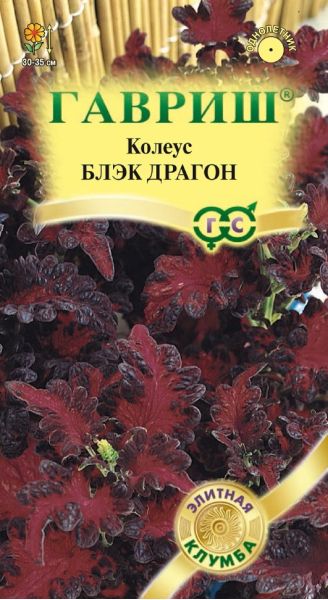 Колеус Блэк Драгон* 5 шт. Элитная клумба
