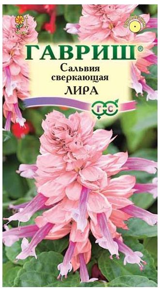Сальвия Лира* 4 шт.