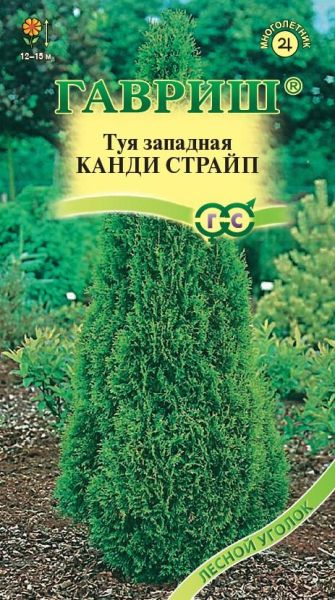 Семена Туя западная Канди Страйп 0,05 г