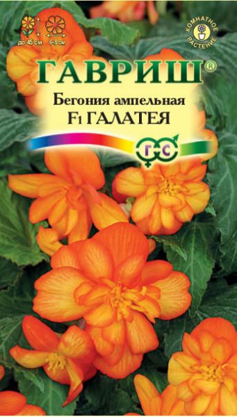 Семена Бегония ампельная Галатея F1 клубневая 4 шт.