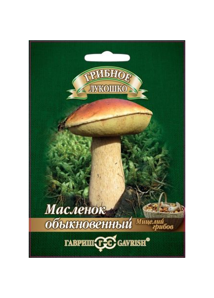 Мицелий Масленок 15 мл