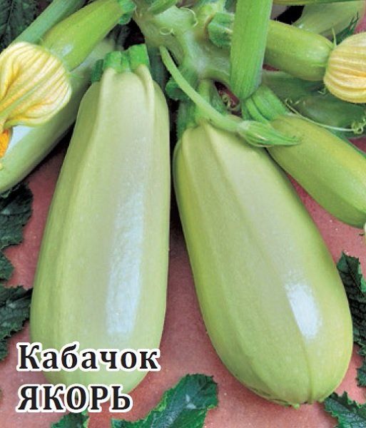 Кабачок Якорь 25,0 г