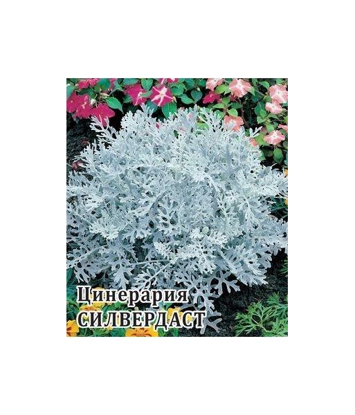 Цинерария Силвердаст (серебристая) 500 шт.* сер. Профи