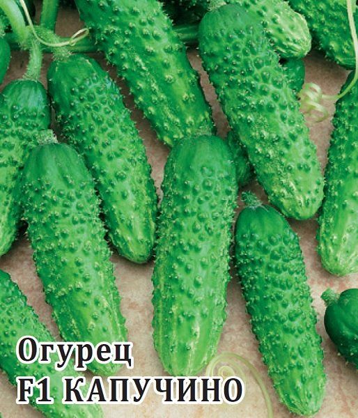 Огурец Капучино  F1 100 шт. корнишон