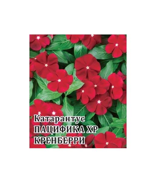Катарантус Пацифика XP Кренберри 100 шт.