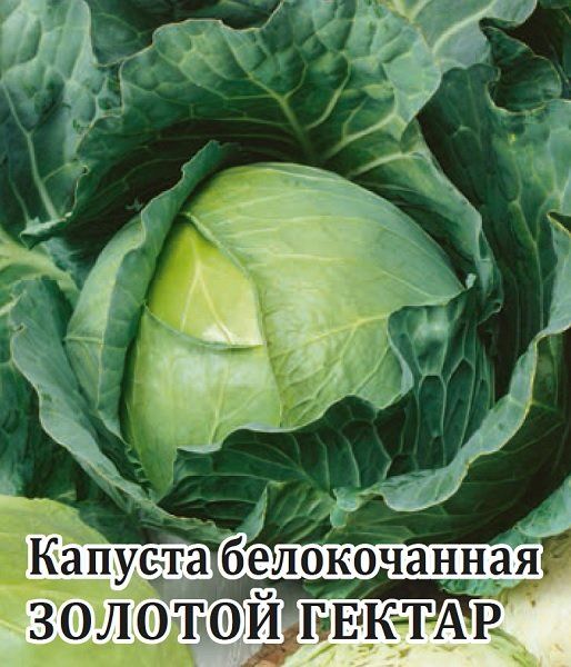 Капуста белокоч. Золотой гектар 1432 25,0 г ранняя