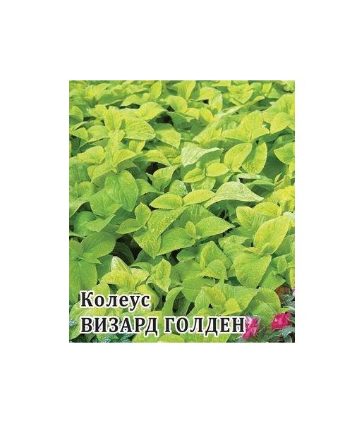 Семена Колеус Визард Голден 100 шт.