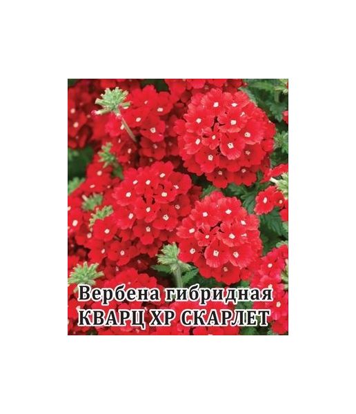 Вербена Кварц- XP Скарлет, гибридная  100 шт.