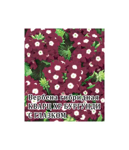 Вербена Кварц- XP Бургунди с глазком, гибридная 250 шт.* сер. Профи