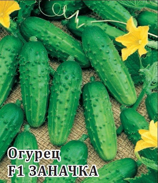 Огурец Заначка  F1 100 шт.