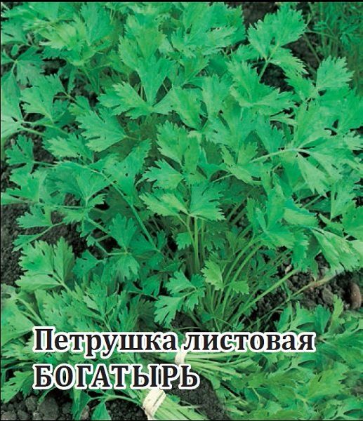 Петрушка универсальная Богатырь 50,0 г
