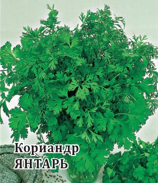 Кориандр Янтарь 25,0 г