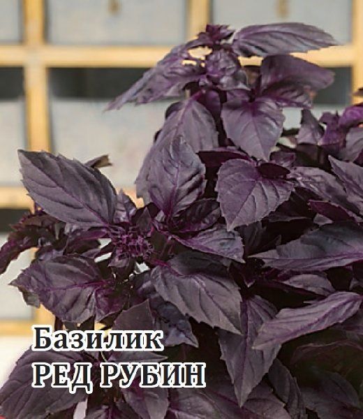 Семена Базилик Ред Рубин 50 г