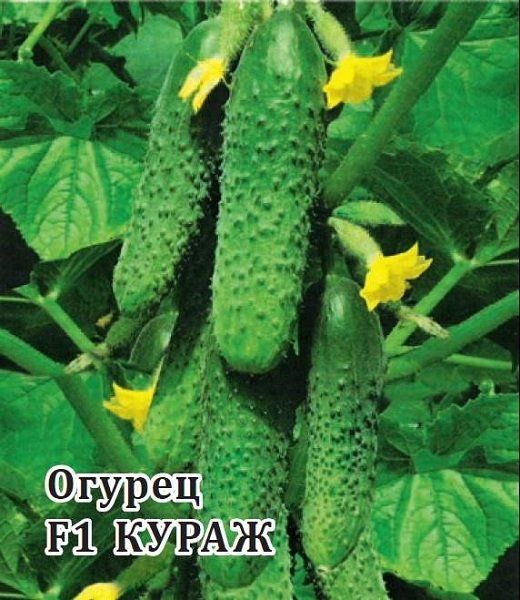 Огурец Кураж F1 1000 шт.