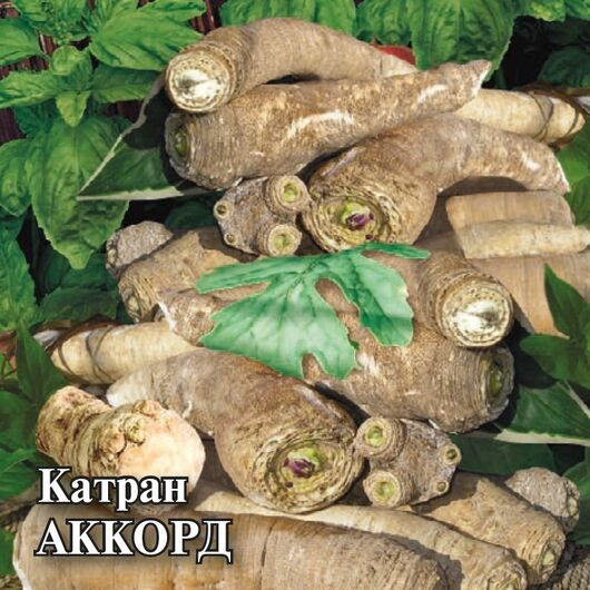 Катран Аккорд (хрен татарский) 100,0 г