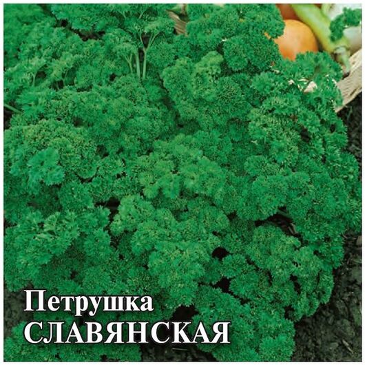 Петрушка кудрявая Славянская 25,0 г