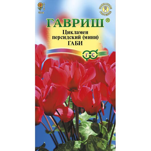 Цикламен Габи персидский* 3 шт.