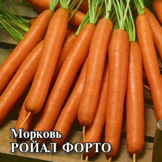 Морковь Ройал Форто 10,0 г (Голландия)