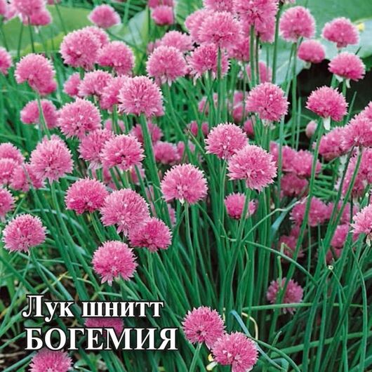Лук шнитт Богемия 50,0 г