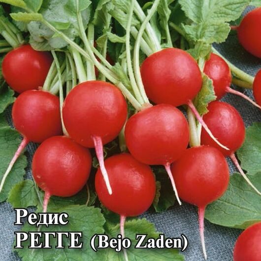 Редис Регге 25,0 г (Голландия)