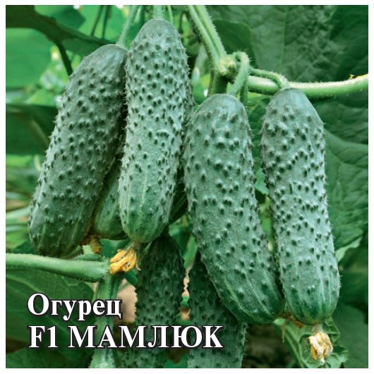 Огурец Мамлюк F1 250 шт.