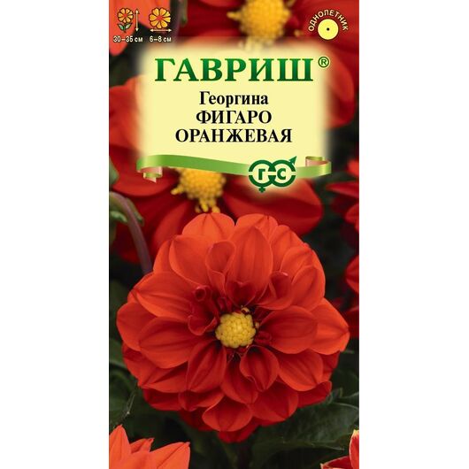 Георгина Фигаро оранжевая  7 шт. негранул.