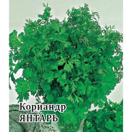 Кориандр Янтарь 25,0 г