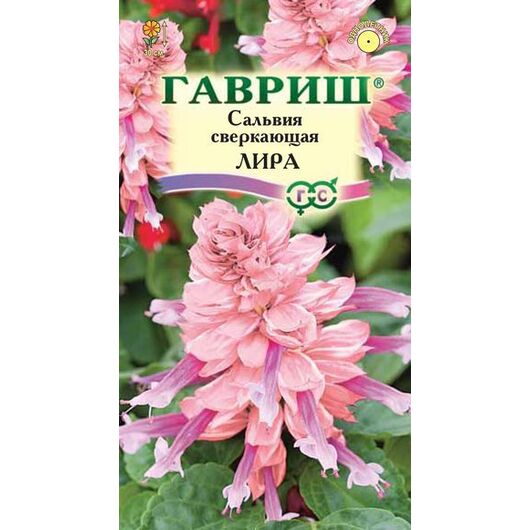 Сальвия Лира* 4 шт.