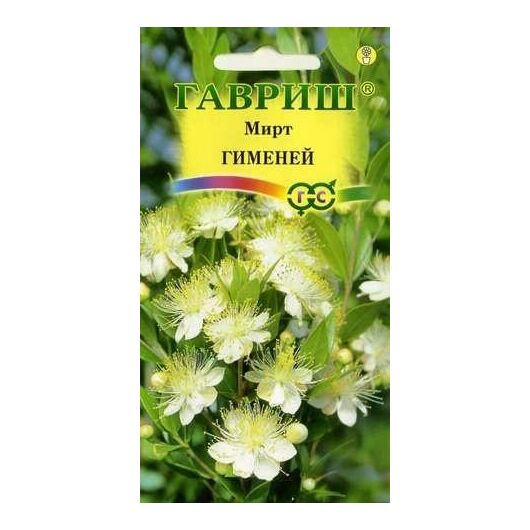 Мирт Гименей 4 шт.
