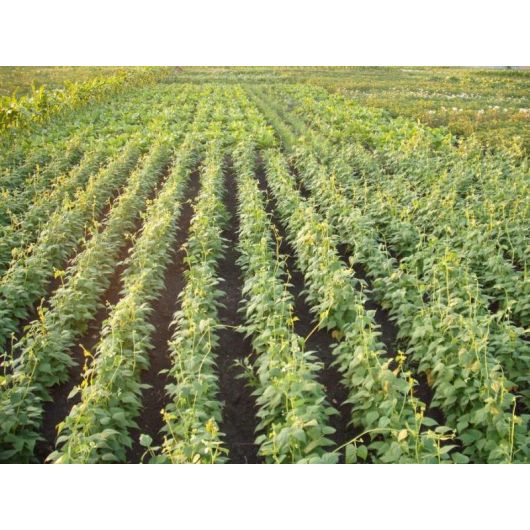 Фасоль Пагода (сидерат) 1,0 кг