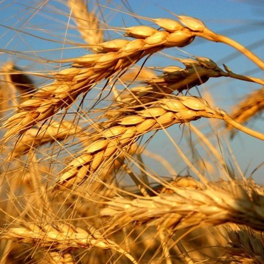 Пшеница озимая Московская 40 (сидерат) 0,5 кг Пшеница озимая Московская 40 (сидерат) 0,5 кг