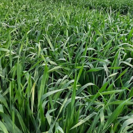 Суданская трава Саратовская 1183 (сидерат) 0,5 кг Суданская трава Саратовская 1183 (сидерат) 0,5 кг