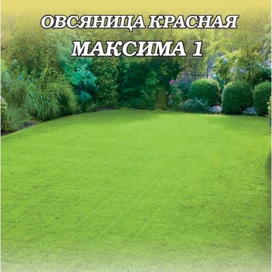 Овсяница красная Максима1 0,6 кг