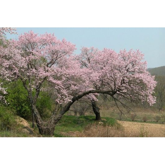 Абрикос манчжурский Розовая дымка 3 шт., изображение 2 Абрикос манчжурский Розовая дымка 3 шт., изображение 2