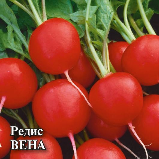 Редис Вена 10,0 г Редис Вена 10,0 г