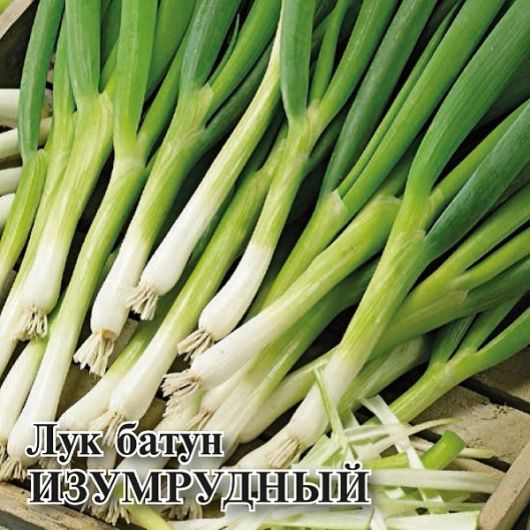 Лук батун Изумрудный, на зелень 50,0 г Лук батун Изумрудный, на зелень 50,0 г