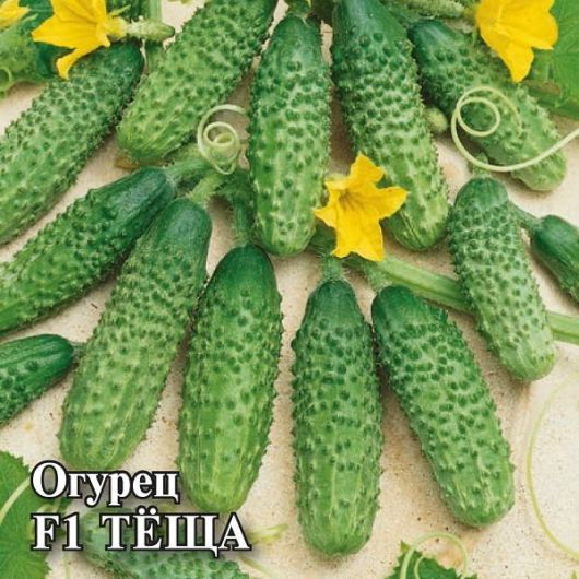 Огурец Теща F1 100 шт. корнишон