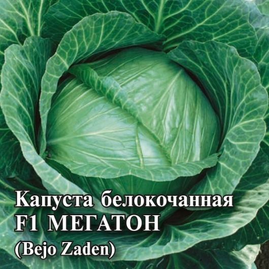 Капуста белокоч. Мегатон F1 100 шт. для квашения (Голландия) Капуста белокоч. Мегатон F1 100 шт. для квашения (Голландия)
