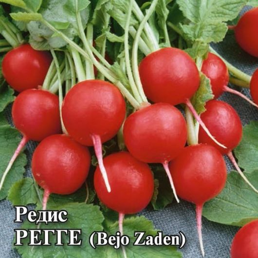 Редис Регге 25,0 г (Голландия) Редис Регге 25,0 г (Голландия)