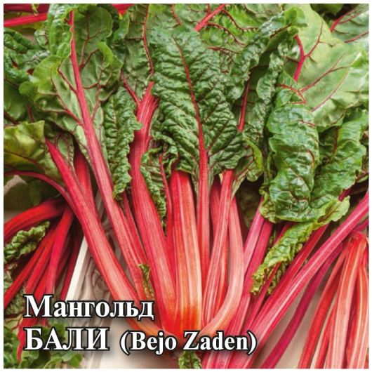 Мангольд Бали 25,0 г (Голландия) Мангольд Бали 25,0 г (Голландия)