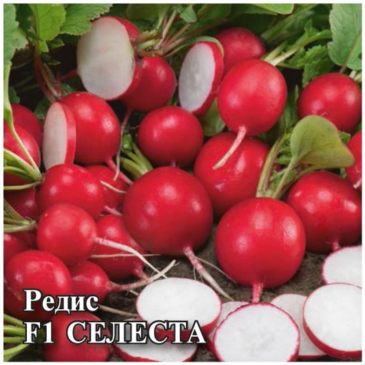 Редис Селеста F1 10,0 г (Голландия) Редис Селеста F1 10,0 г (Голландия)