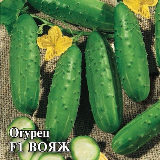 Огурец Вояж F1 250 шт. корнишон Огурец Вояж F1 250 шт. корнишон