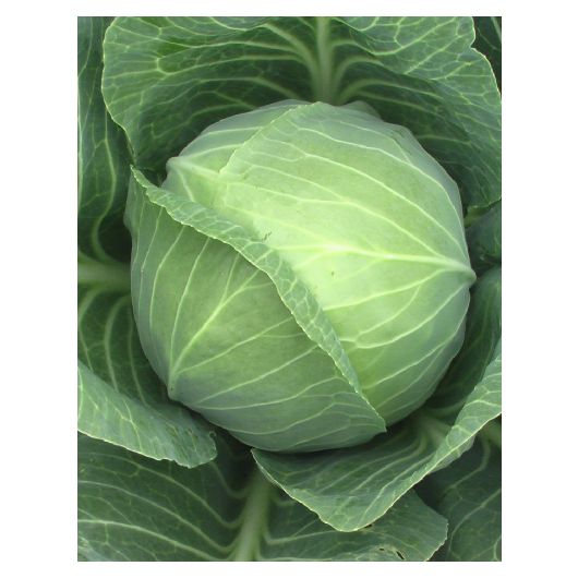 Капуста белокоч. Экстра F1 10,0 г для хранения Капуста белокоч. Экстра F1 10,0 г для хранения