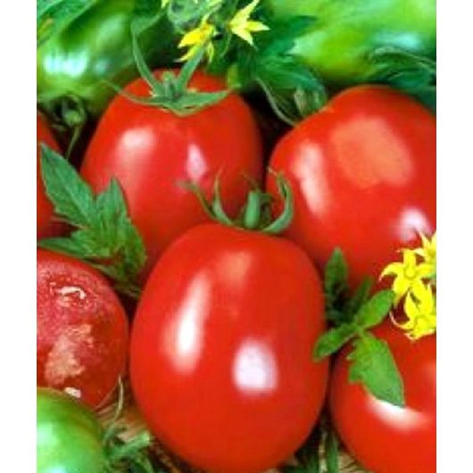 Томат Агрессор F1 100 шт. автор. Томат Агрессор F1 100 шт. автор.