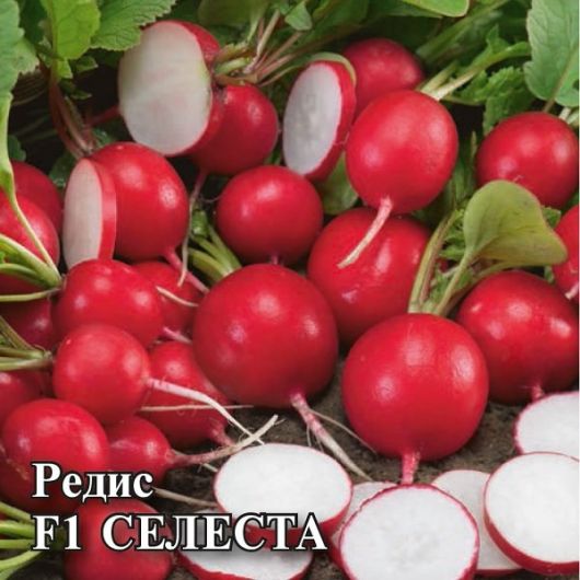 Редис Селеста F1 25,0 г (Голландия) Редис Селеста F1 25,0 г (Голландия)